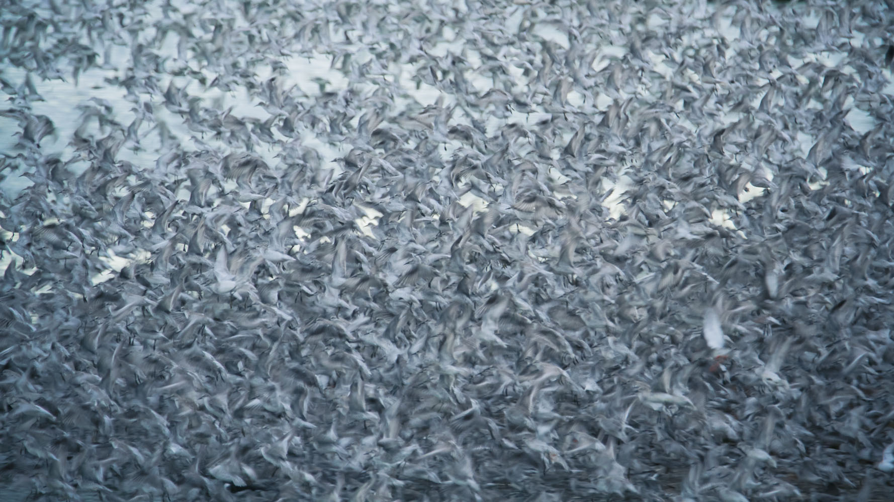 Knot, The Wash - Norfolk